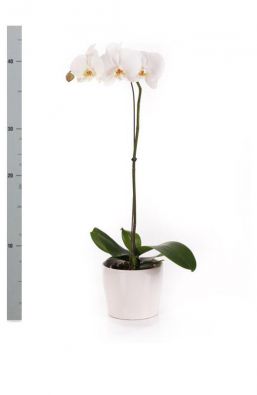 Фаленопсис (Phalaenopsis) фото