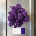 Стабилизированный мох 39 Violet Фиолетовый