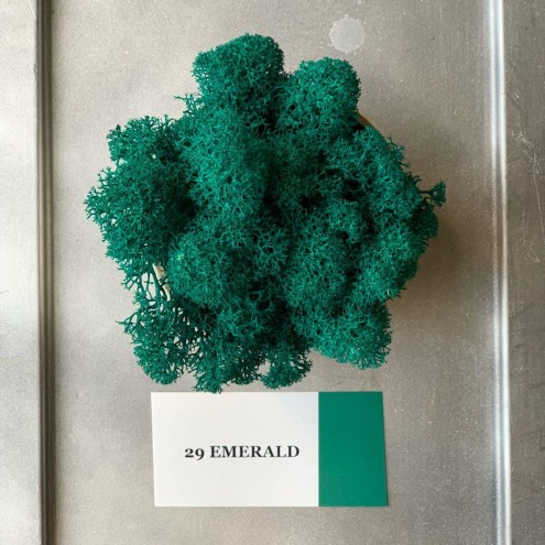 Стабилизированный мох ягель 29 Emerald