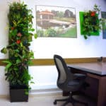 Озеленение офиса : новинки от «LETO Studio»
