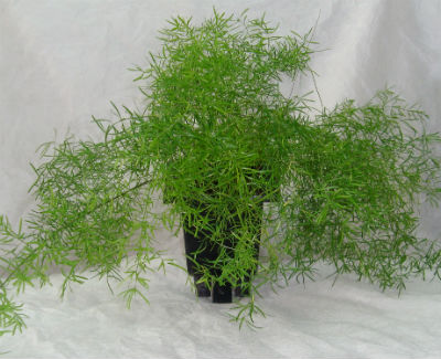 Аспарагус - растения для фитомодуля