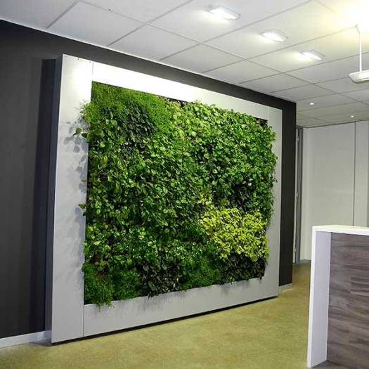 Озеленение офиса в Новосибирске