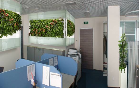 Озеленение офиса - бизнес идея