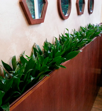 Растения для офиса, цветы для офиса