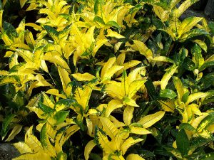 Кодиеума Айстон (Codiaeum yellow Iceton) домашнее декоративное растение.