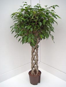 Фикус Экзотика Спираль (Ficus Exotica Spiraal)