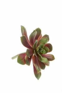 Суккулент искусственный Эхеверия розетка зелено бордовая 
